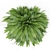 Green Oasis Plants Collection 3D model small image 3