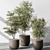 Sapling Tree Indoor Plant 543 3D model small image 1