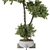 Title: Indoor Olive Bonsai Collection 3D model small image 3