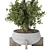 Title: Indoor Olive Bonsai Collection 3D model small image 4