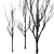 Young Oak Trees Set for Modern Exteriors 3D model small image 2