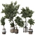 Indoor Bonsai Olive Tree | 3D Model 3D model small image 1