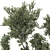 Indoor Bonsai Olive Tree | 3D Model 3D model small image 2