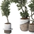 Indoor Bonsai Olive Tree | 3D Model 3D model small image 4