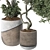 Indoor Bonsai Olive Tree | 3D Model 3D model small image 5
