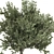 Indoor Bonsai Olive Tree | 3D Model 3D model small image 6