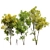 Maple 3D Models Set 3D model small image 1
