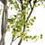 Maple 3D Models Set 3D model small image 2