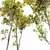 Maple 3D Models Set 3D model small image 3