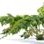 Twin Tree Fern Plants 3.5m 3D model small image 3