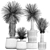 Exotic Yucca Plants in Stylish Pottery 3D model small image 6