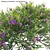 Versatile 3D Plant Model Collection 3D model small image 2