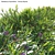 Versatile 3D Plant Model Collection 3D model small image 3