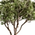  Evergreen Palatycladus Tree Set 3D model small image 2