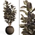 Rubber Tree Plant in Wicker Pot 3D model small image 1