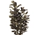 Rubber Tree Plant in Wicker Pot 3D model small image 3
