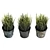 UV Unwrapped Indoor Plants Set 3D model small image 3