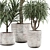 Tropical Palm Plant for Interior 3D model small image 2