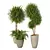 Elegant Dracaena Marginata Plant Set 3D model small image 3