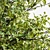 Dual Real Tree 3D Models 3D model small image 2