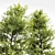 Dual Real Tree 3D Models 3D model small image 3