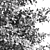 Dual Real Tree 3D Models 3D model small image 6