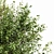  Dual 3D Tree Models 3D model small image 3