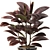 Modern Indoor Ficus Elastica Set 3D model small image 5