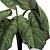 Exotic Caladium Elephant Ear Plant 3D model small image 5