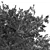 Exotic 3D Tree Models Set 3D model small image 6