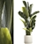 Exotic Tropical Plant Collection 3D model small image 8