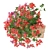 Pelargonium Hanging Plant Model 3D model small image 4