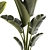 Exotic Tropical Plant Collection 3D model small image 4