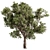 Evergreen Palatycladus Tree Collection 3D model small image 1