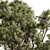 Evergreen Palatycladus Tree Collection 3D model small image 2