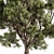 Evergreen Palatycladus Tree Collection 3D model small image 3