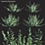 3D Euphorbia Plant Models Set 3D model small image 1