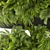 Ampelous Fern Hanging Banana Plant 3D model small image 6