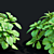 Pachysandra Terminalis 3D Model Kit 3D model small image 4