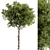 Hackberry Tree Set 207 - Premium Bonsai Kit 3D model small image 1