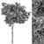 Hackberry Tree Set 207 - Premium Bonsai Kit 3D model small image 4