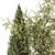 Decorative Tree & Shrub Collection 3D model small image 4