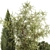 Decorative Tree & Shrub Collection 3D model small image 6