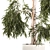 White Flowerpot Weeping Willow 3D model small image 4