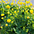 Trollius Flower Bundle | Floral 3D Models 3D model small image 6