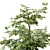 European Hornbeam Tree 3D Models 3D model small image 3