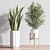 Lush Indoor Plant Set 3D model small image 6