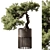 Bonsai Beauty: Indoor Plant 564 3D model small image 2
