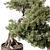 Bonsai Beauty: Indoor Plant 564 3D model small image 3