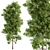 Cottonwood Tree Set 225 3D model small image 1